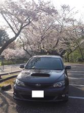 ようやく実現!桜とインプレッサ(^^♪ ようやく実現!桜とインプレッサ(^^♪