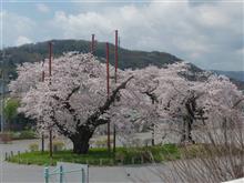 ４月１３日木曜日の日記　桜