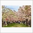 大阪造幣局桜の通り抜け