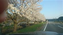 桜が満開です♪ 桜が満開です♪