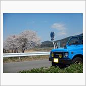 お花見ドライブ