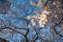 成子の常圓寺に今年も桜が咲いた🌸