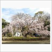 春のお花見( ＾-＾)/