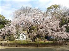 春のお花見( ^-^)/ 春のお花見( ^-^)/