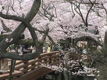 高遠桜の花見ツーリング(カワサキショップ) 高遠桜の花見ツーリング(カワサキショップ)