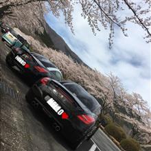 プチオフ会 🌸桜🌸撮影会だよぉ〜🎵 プチオフ会 🌸桜🌸撮影会だよぉ〜🎵