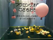 アクアワールド大洗水族館ドライブ。・*・:≡( ε:) アクアワールド大洗水族館ドライブ。・*・:≡( ε:)