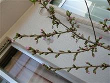 3年目の桜
