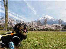 2017年の桜と富士山とゆずさん…そして 　　(ほぼ　わんカラ）