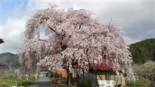 今日の桜