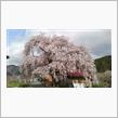 今日の桜