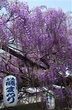 泉南の藤まつり