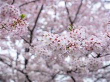 4月8日 やっと雨が上がったから小金井公園に桜を観に行こう☆ 4月8日 やっと雨が上がったから小金井公園に桜を観に行こう☆