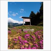 長尾の芝桜　状態調査一報
