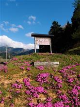 長尾の芝桜　状態調査一報