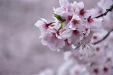 初めての桜撮り 