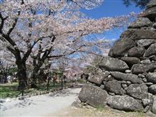 長野　小諸城 懐古園 へ桜ドライブ