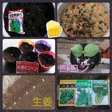 ちゃぶ飲み用エダマメ栽培他