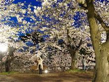 桜 桜