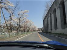 花見ドライブ