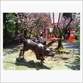 倶利伽羅不動尊　八重桜祭り