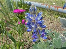 ４月２９日土曜日（昭和の日）の日記　北チョーセン打ち上げ花火