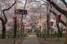 高田公園と高遠の桜