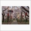 高田公園と高遠の桜