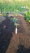 野菜の時間だよ。全員集合っ！
