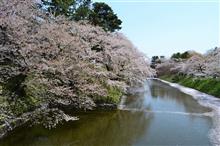 弘前は桜吹雪