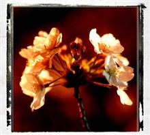小さな一泊　夜桜も。