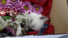 誤診?!命の重み・・・ (猫ブログ) 誤診?!命の重み・・・ (猫ブログ)