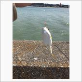 釣れた