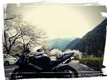 「おいっ、桜…」