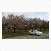 桜が咲きました！