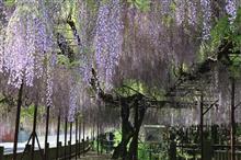 佐世保 藤山神社 大藤☆彡
