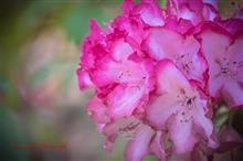 やっぱりモノサシは石楠花(しゃくなげ)に限る? やっぱりモノサシは石楠花(しゃくなげ)に限る?