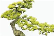 中国の盆栽マニアが語る、世界の「ＢＯＮＳＡＩ」となった盆栽の魅力＝中国報道 