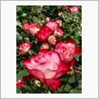 GTIで薔薇の須磨離宮公園へ