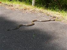 猿の代わりに遭遇したのは