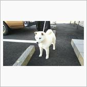 獣医はようさん余ってます。