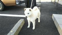 獣医はようさん余ってます。