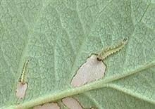 ネ申的、バラの最後の問題をクリア♪