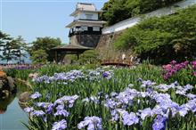 大村 大村公園 花菖蒲☆彡
