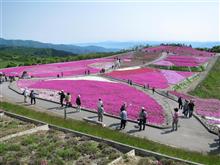 茶臼山の芝桜まつり