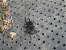 もうクワガタ