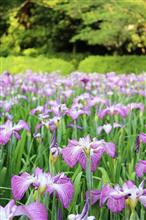 2017 大村公園 花菖蒲まつり☆彡