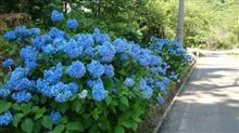 紫陽花は、まだ早かった! 紫陽花は、まだ早かった!