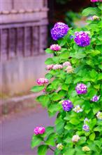 あじさいVSやぶ蚊(^_^) あじさいVSやぶ蚊(^_^)