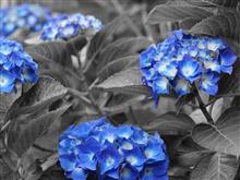とりあえず庭の紫陽花ですが・・・(^_^;) とりあえず庭の紫陽花ですが・・・(^_^;)